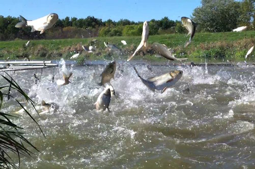 Silver carp jumping - Card image