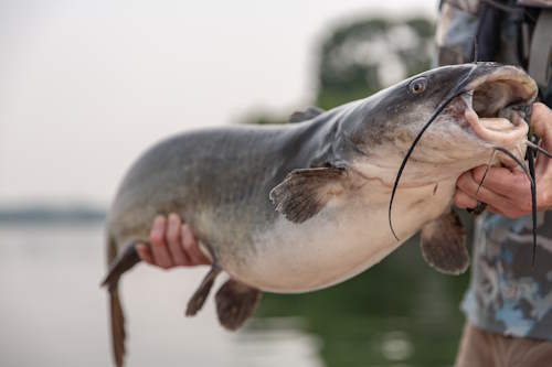 Missouri River fishing - Card image