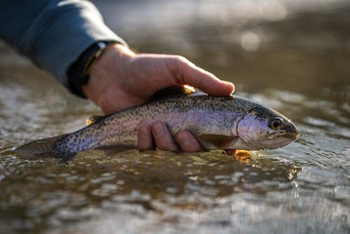 Trout Fishing - Card image