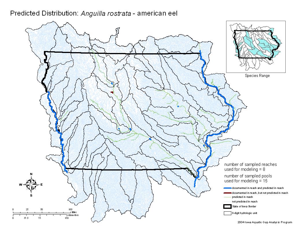 Iowa water body distribution image of American Eel