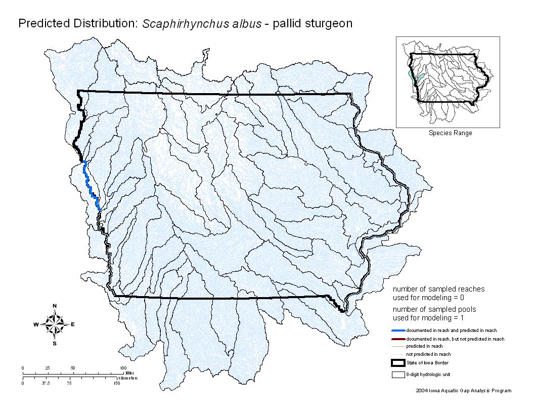 Iowa water body distribution image of Pallid sturgeon