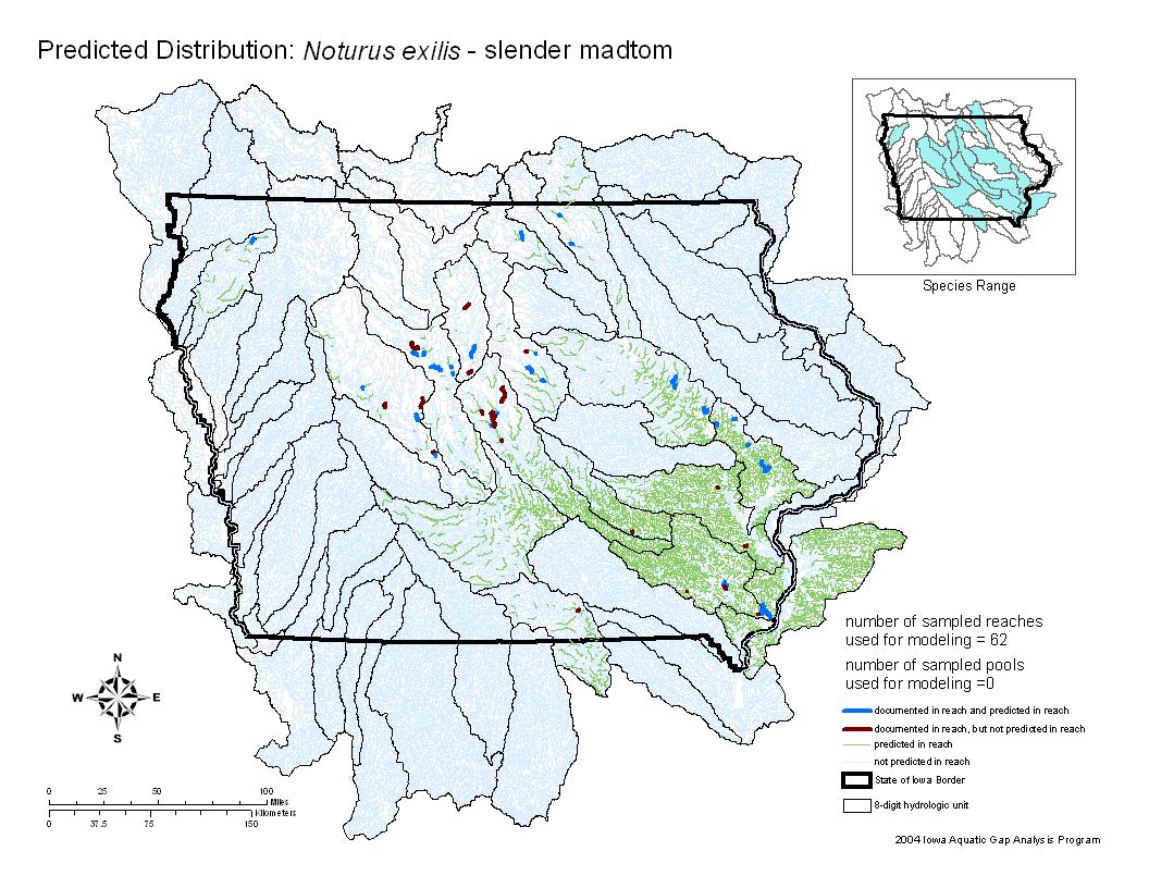 Iowa water body distribution image of Slender madtom