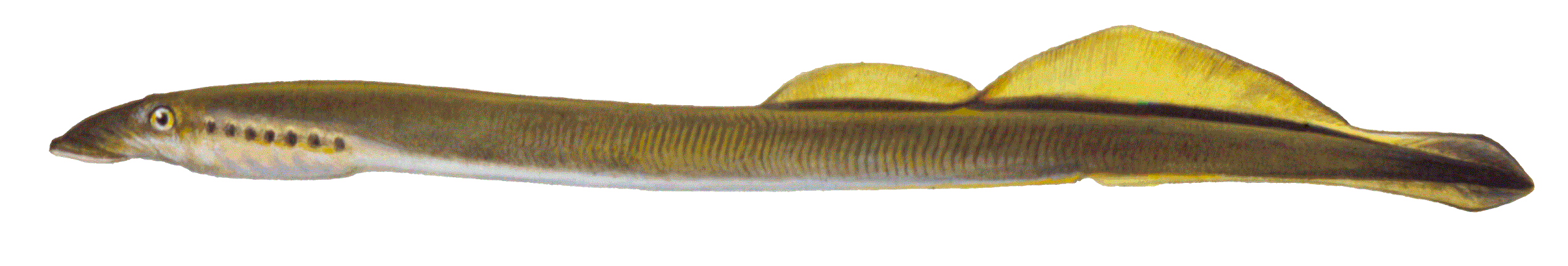 image of American Brook Lamprey