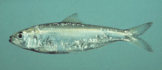 image of Alabama Shad