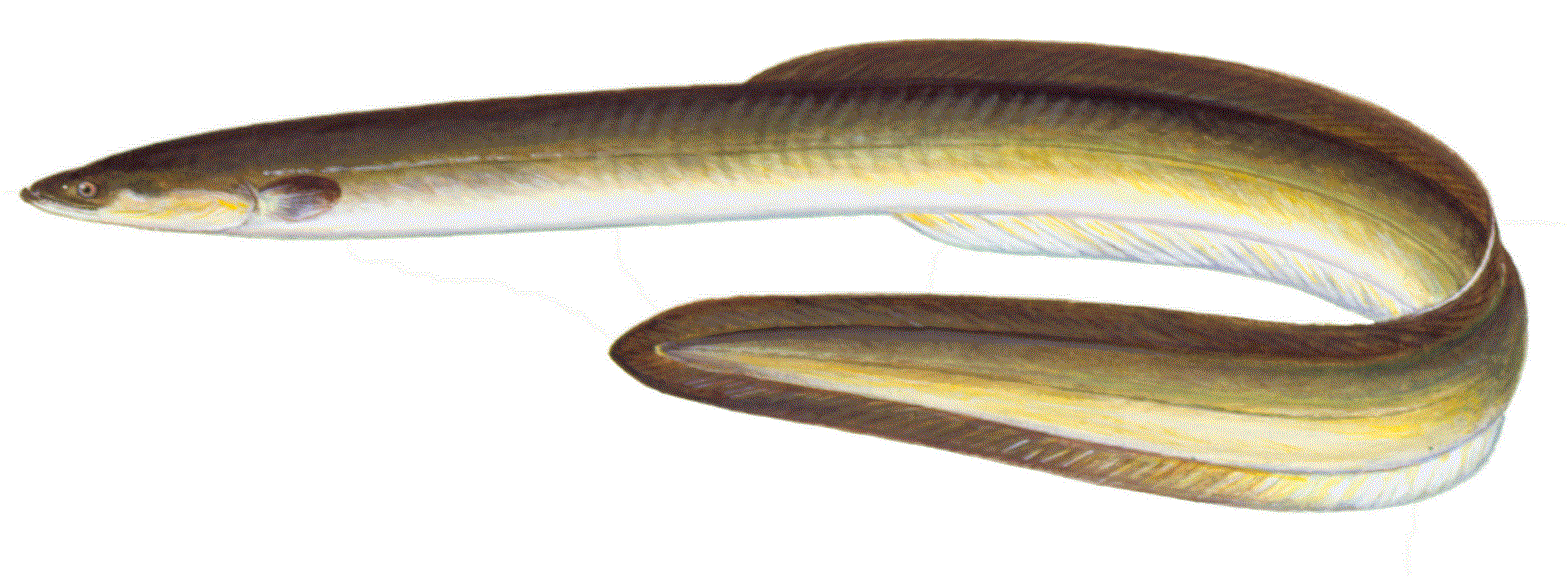 image of American Eel