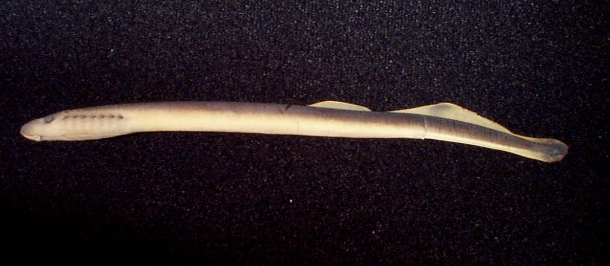 image of American Eel