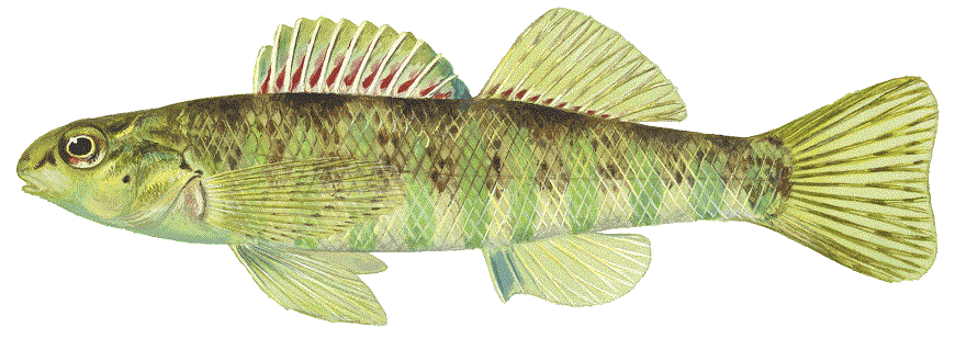 image of Banded Darter