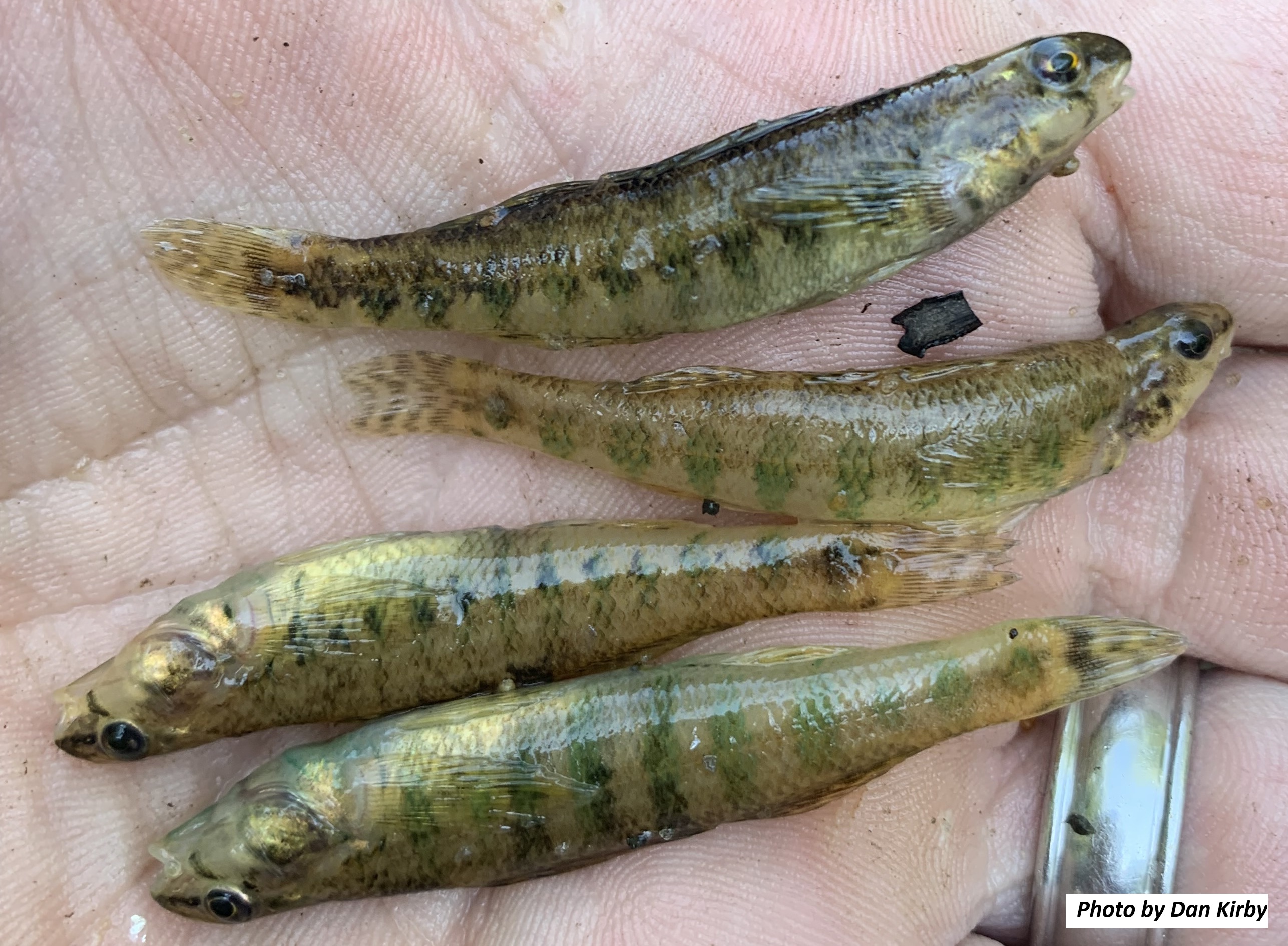 image of Banded Darter