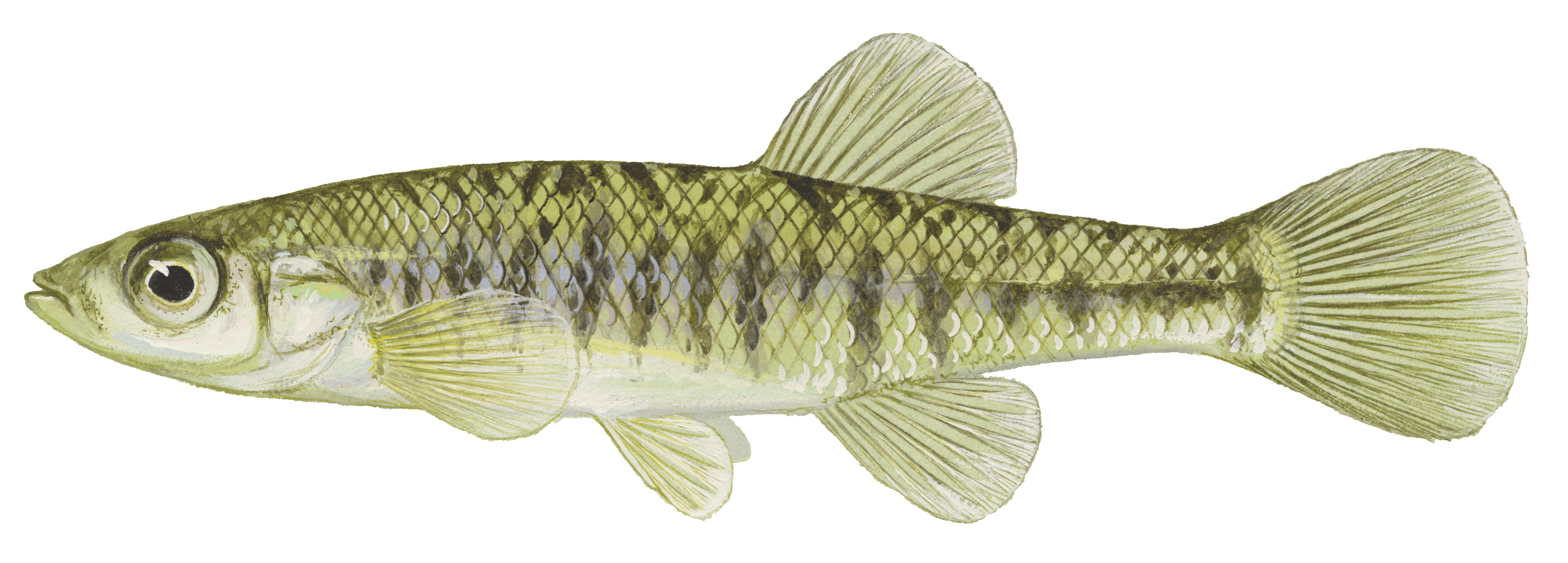 image of Banded Killifish