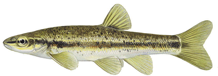 image of Blacknose Dace