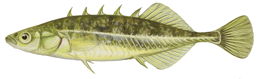 image of Brook Stickleback