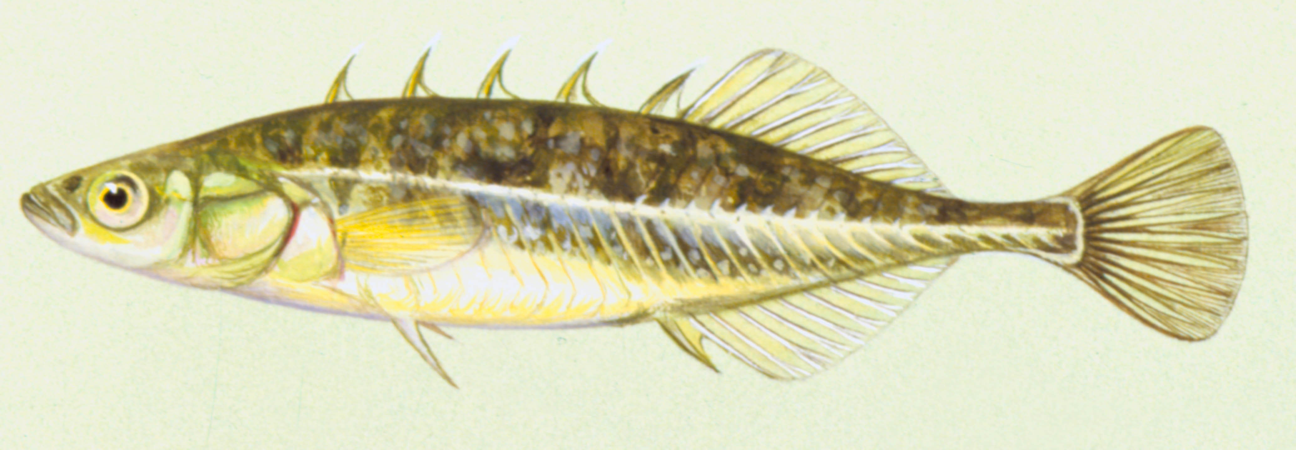 image of Brook Stickleback