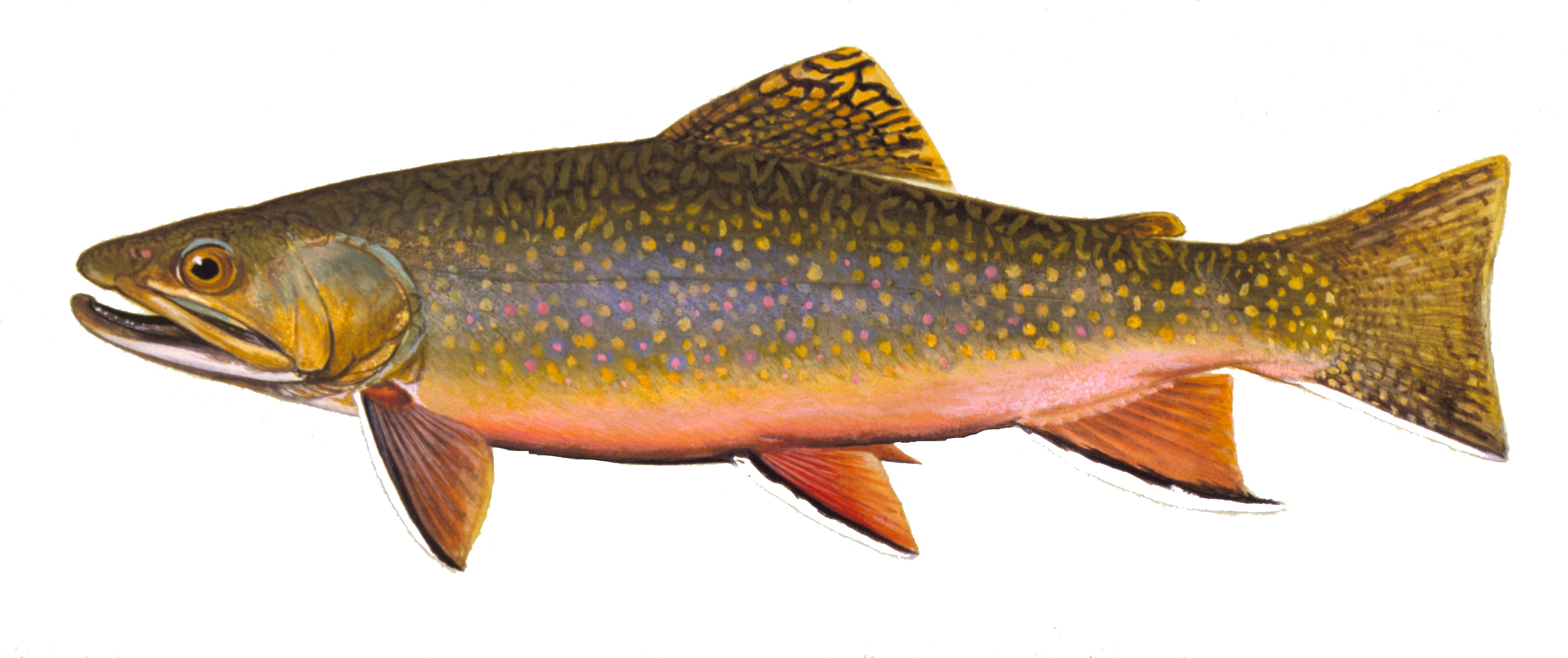 image of Brook Trout