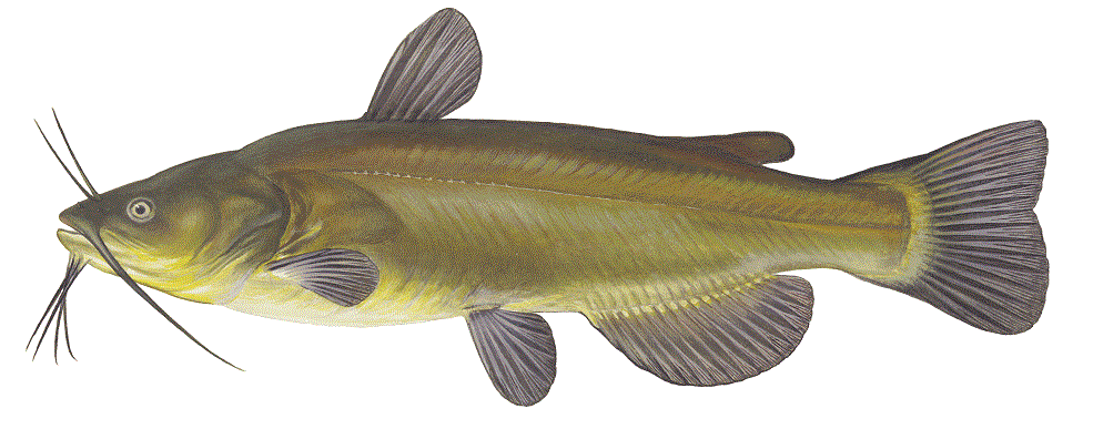 image of Black Bullhead