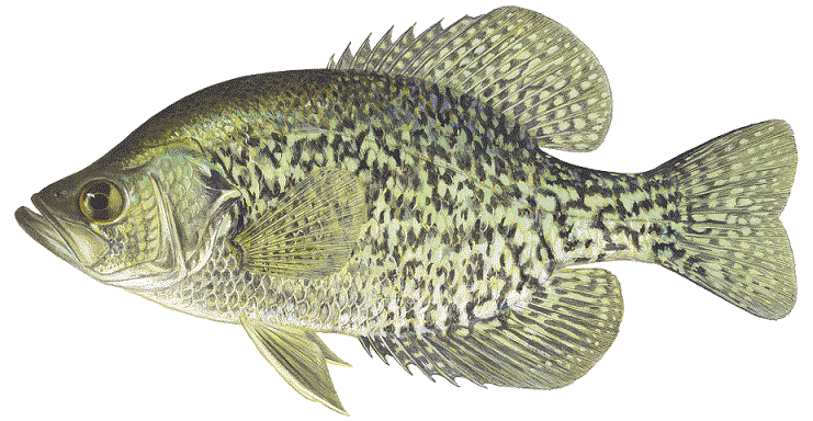 image of Black Crappie