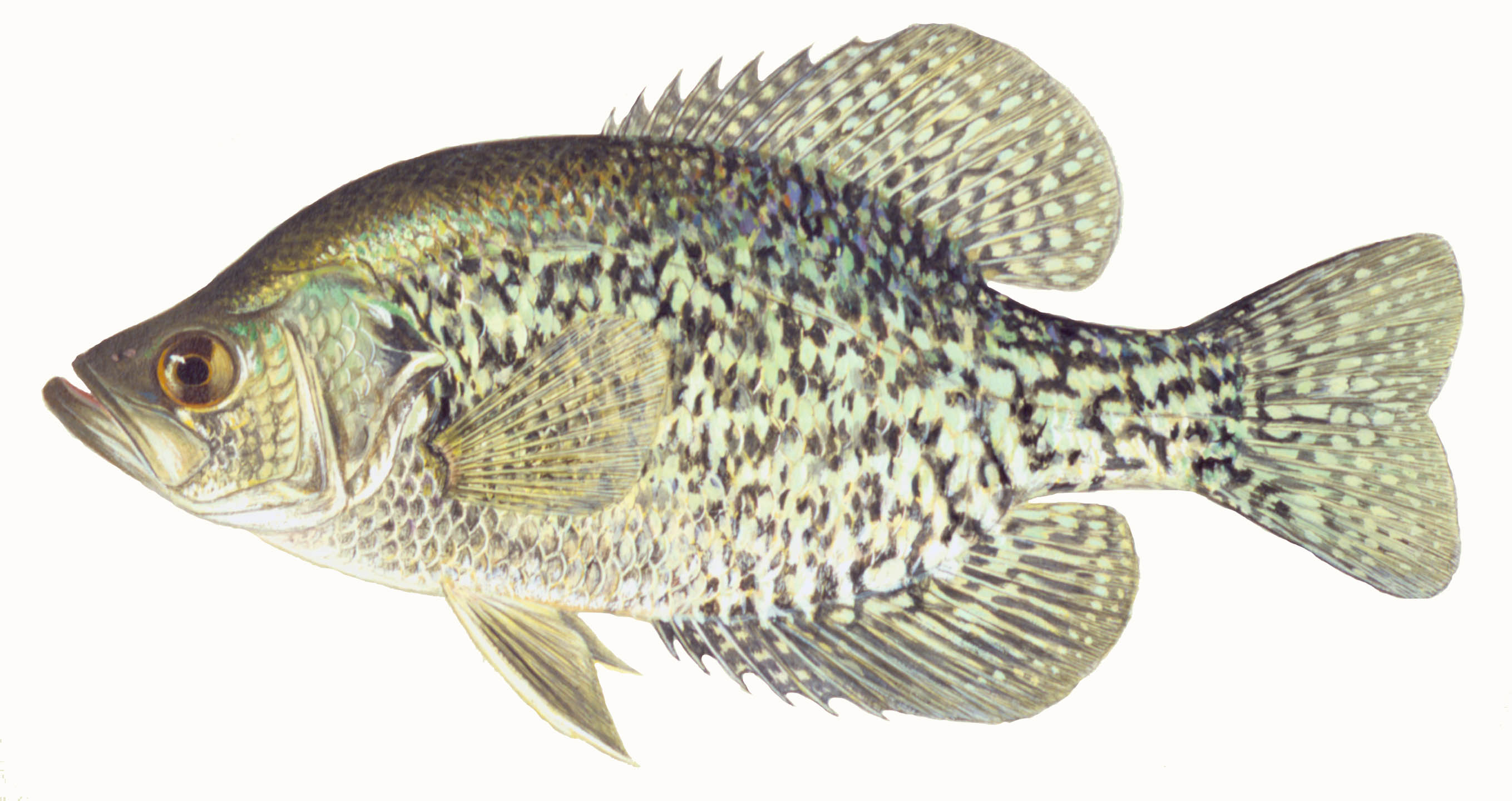 Black Crappie