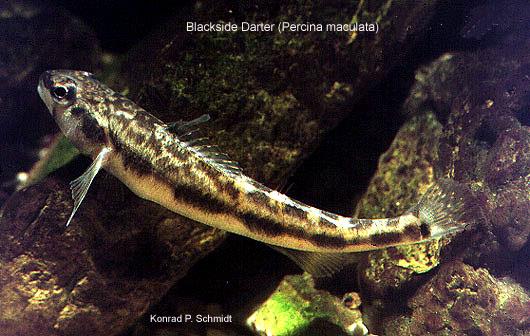 image of Blackside Darter