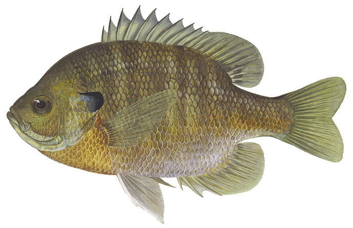 image of Bluegill