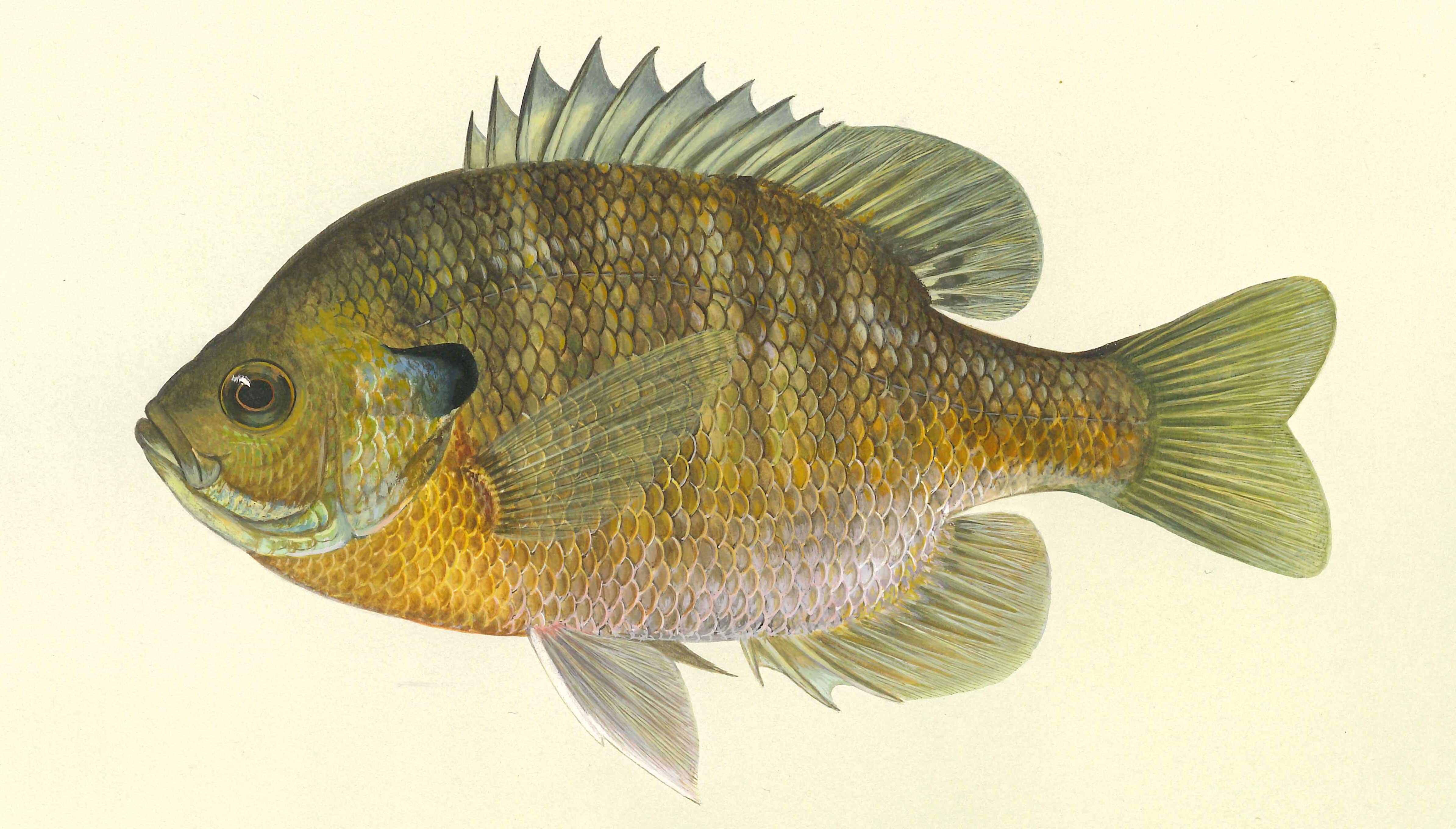 Bluegill