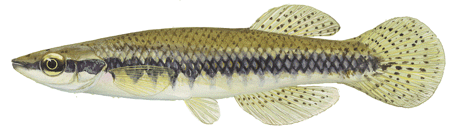 image of Blackstripe Topminnow