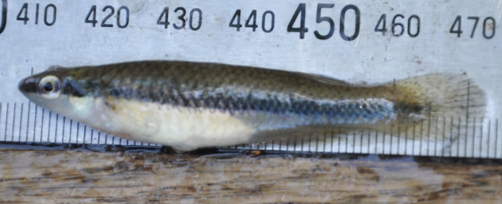image of Blackstripe Topminnow