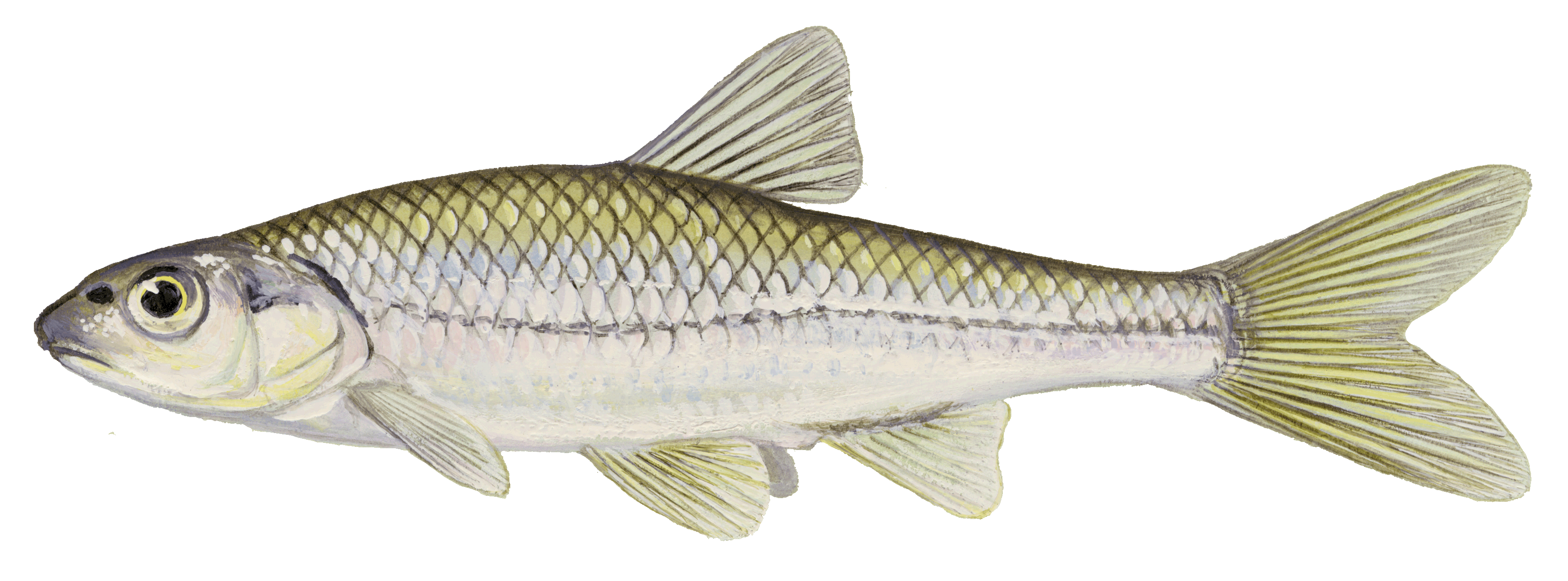 image of Bigmouth Shiner