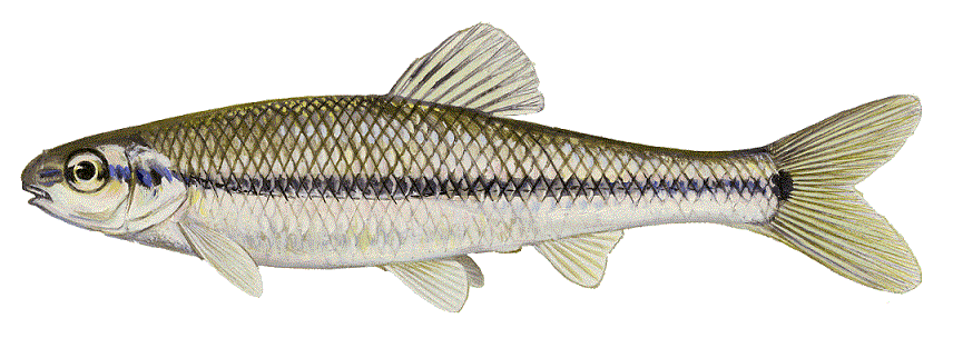 image of Bluntnose Minnow