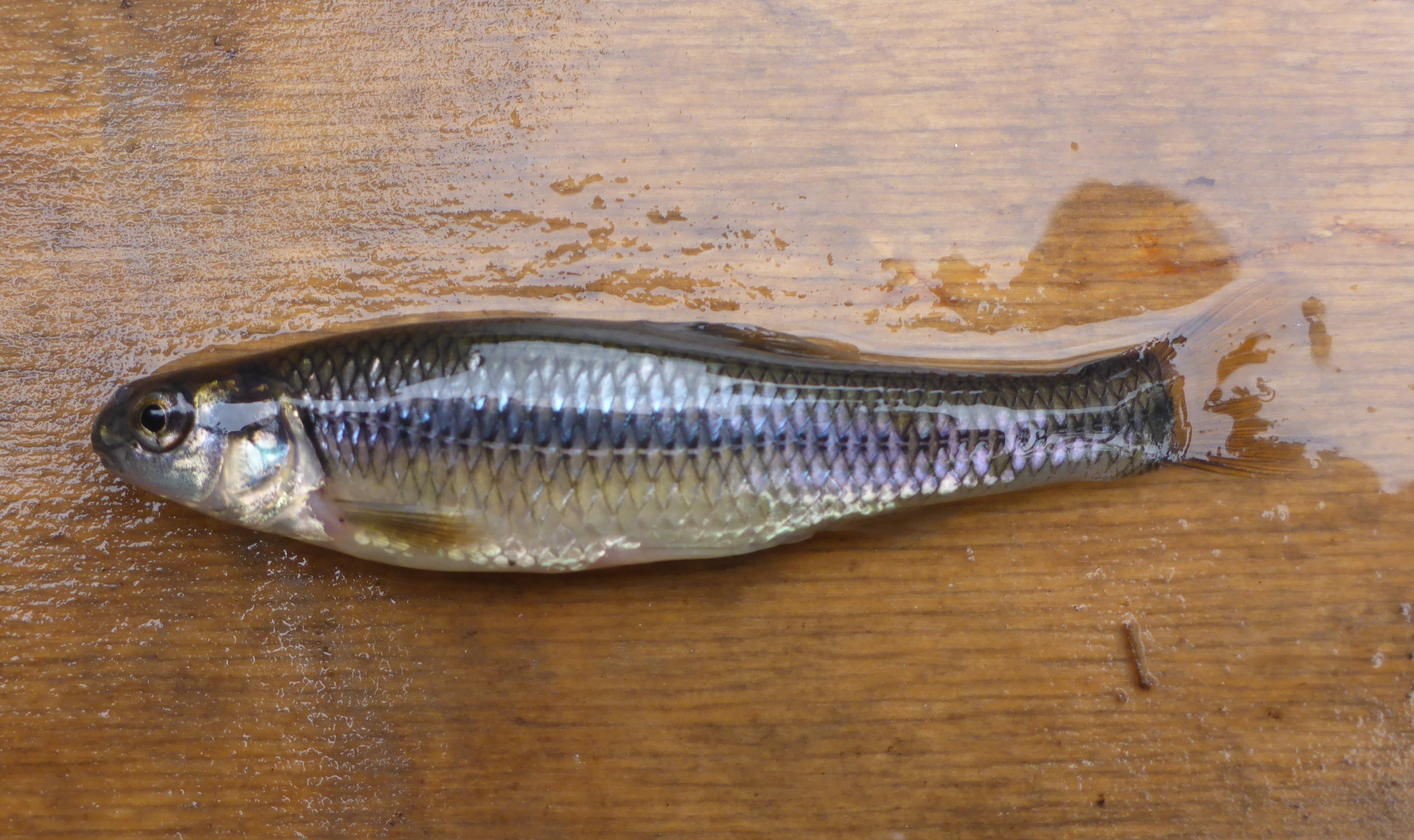 image of Bluntnose Minnow
