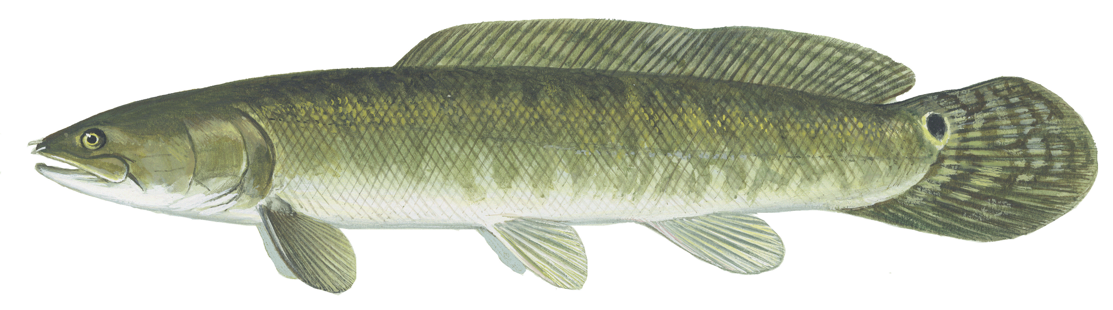 image of Bowfin