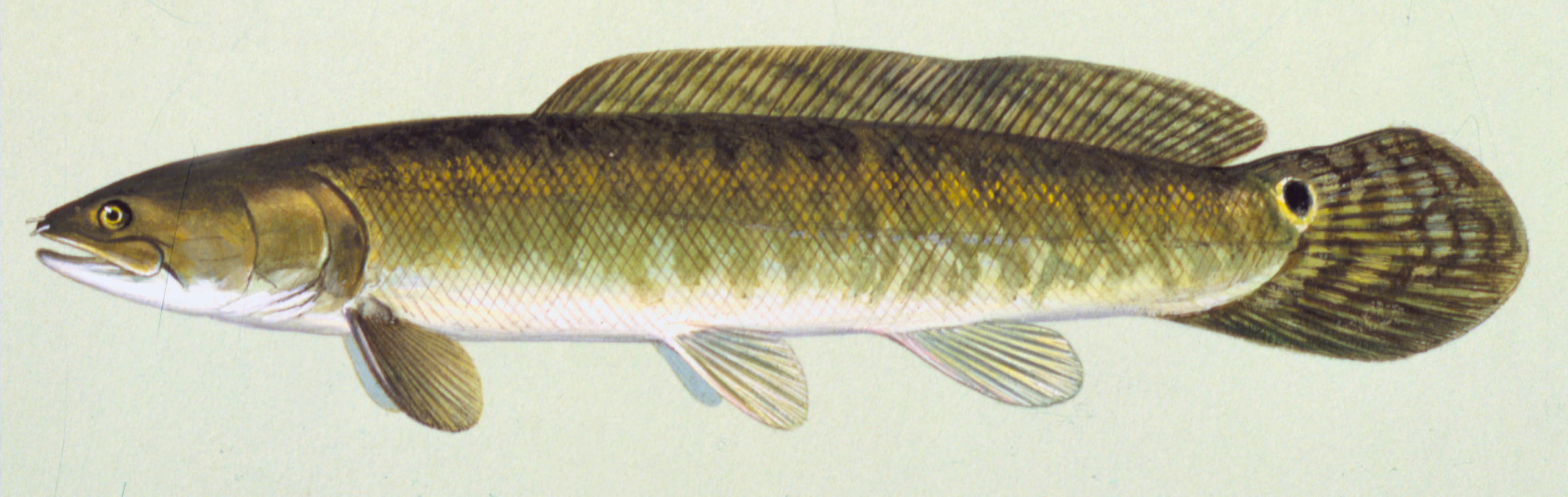 Bowfin