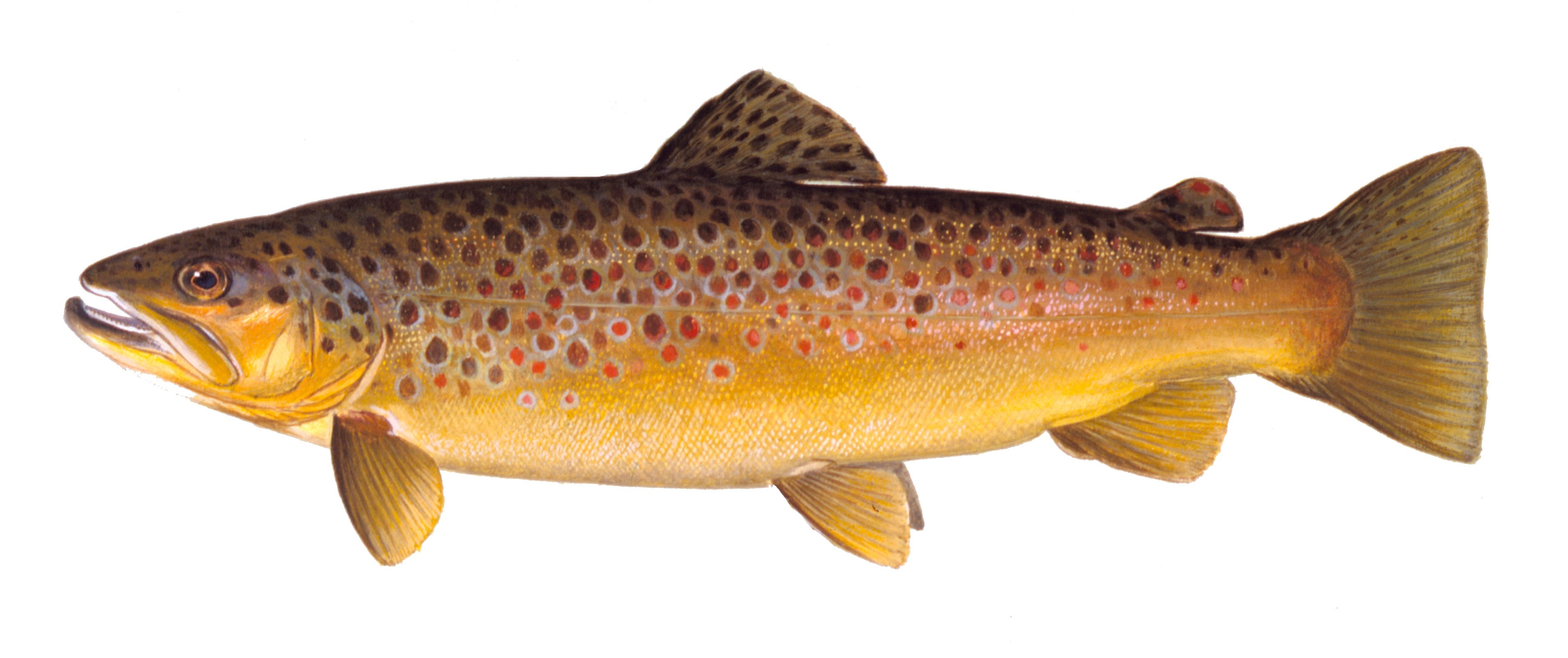 Brown Trout