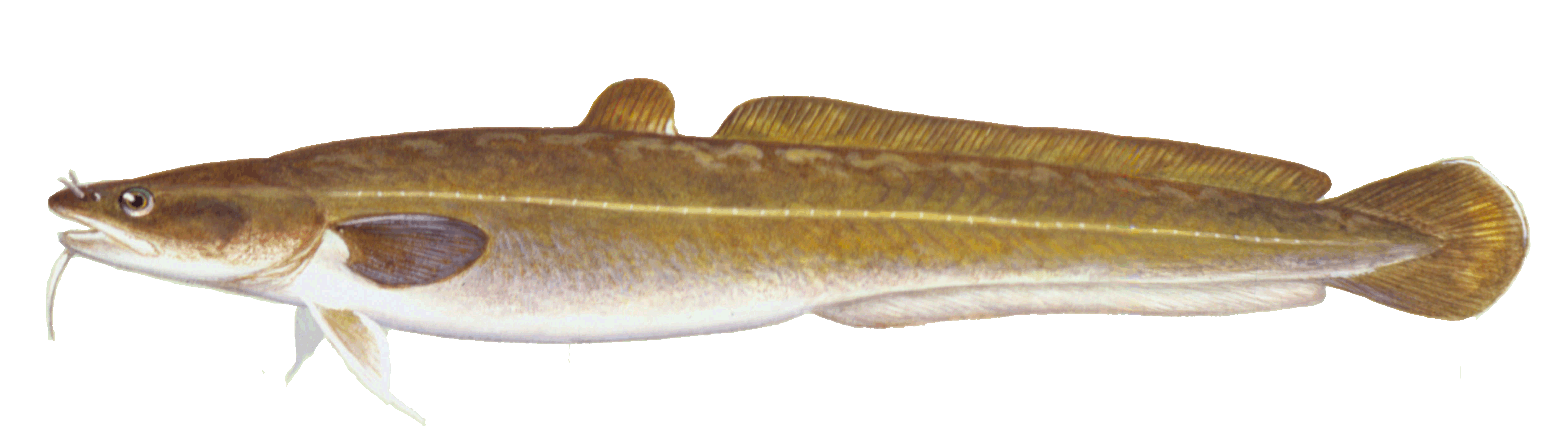 image of Burbot