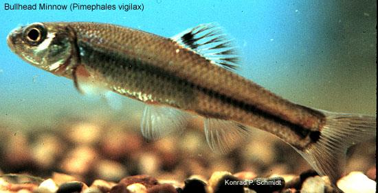 image of Bullhead Minnow