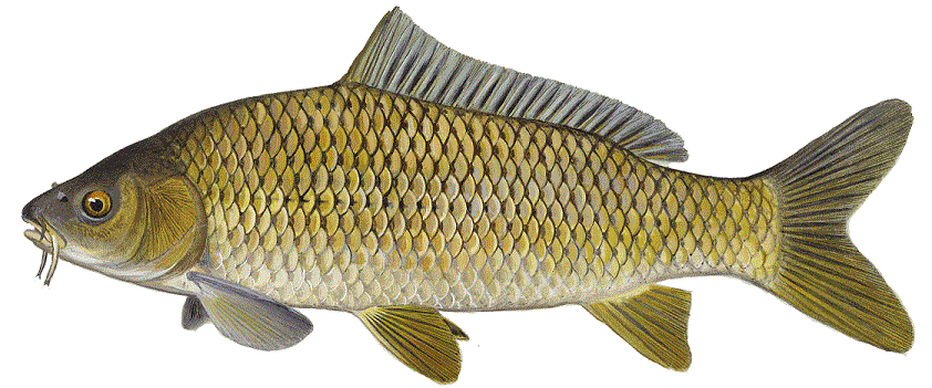 image of Common Carp