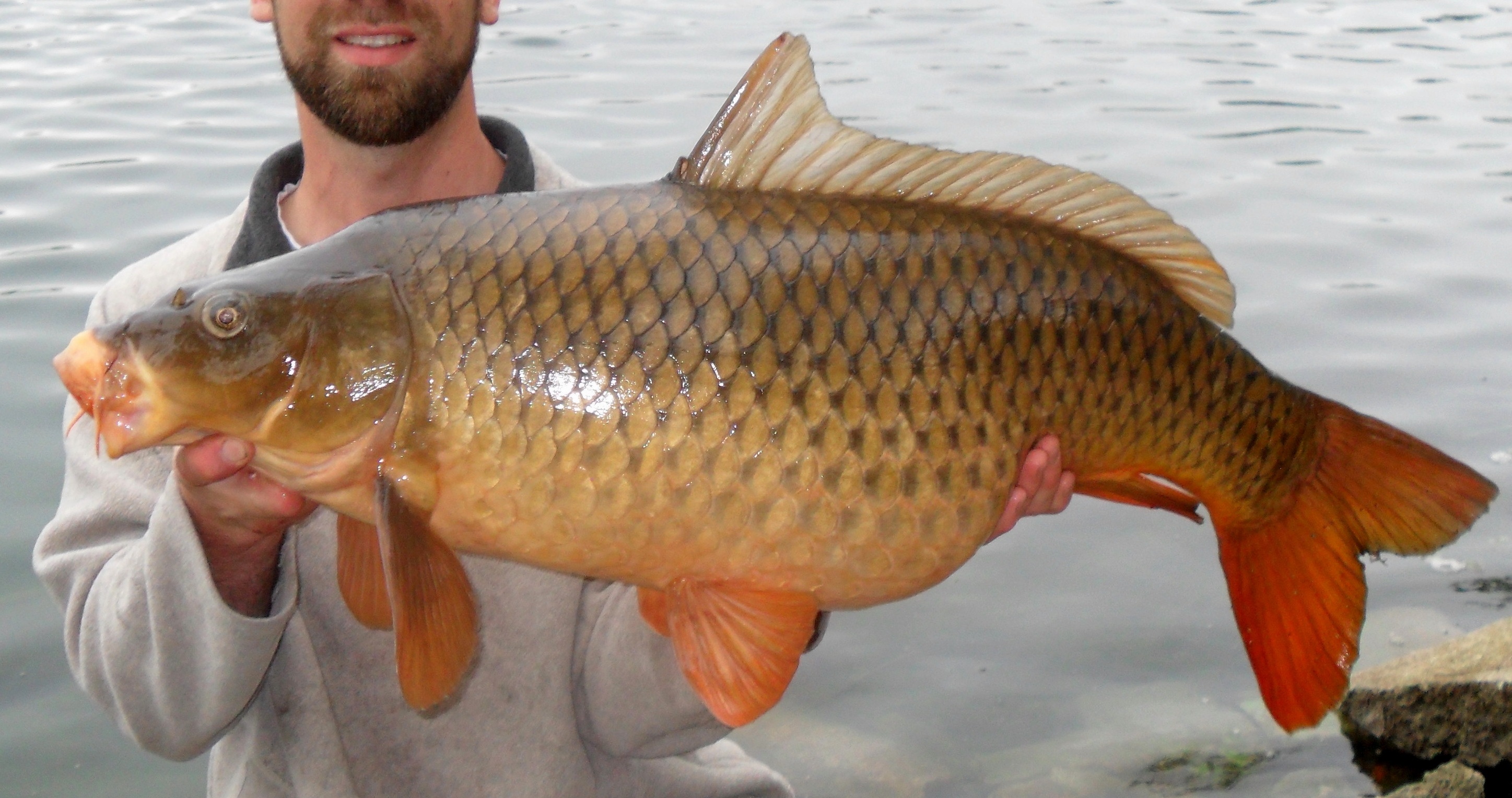 Carp Identification