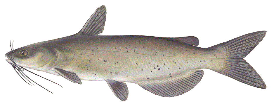 image of Channel Catfish