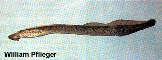 image of Chestnut Lamprey