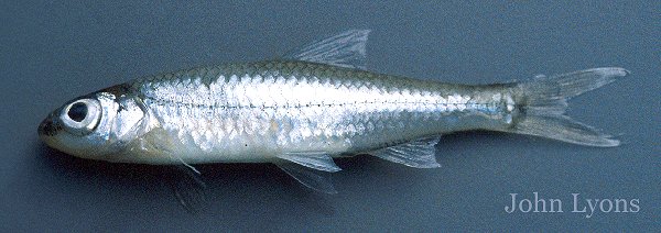 image of Channel Shiner