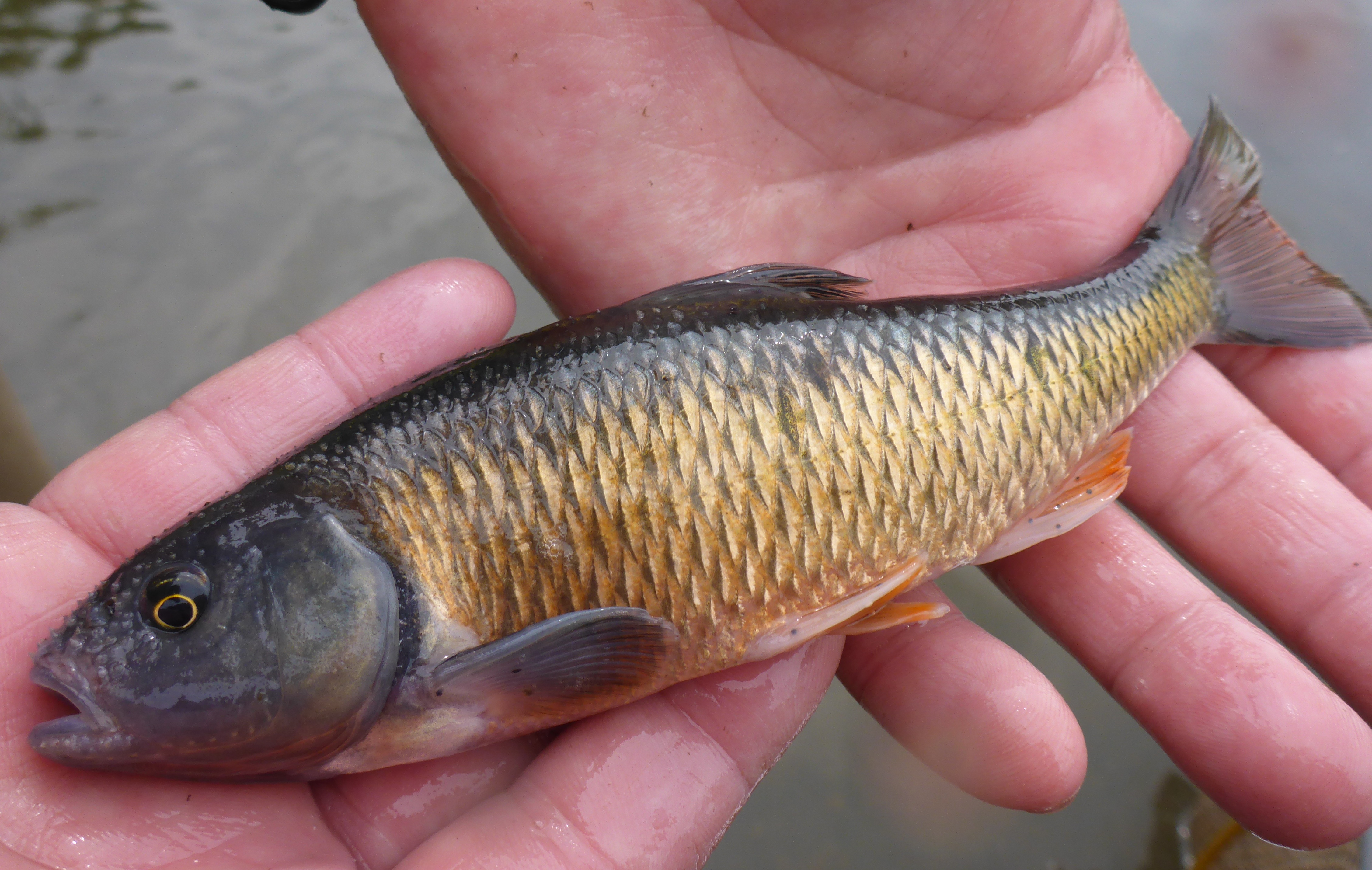 image of Common Shiner