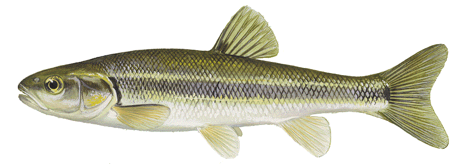 image of Creek Chub