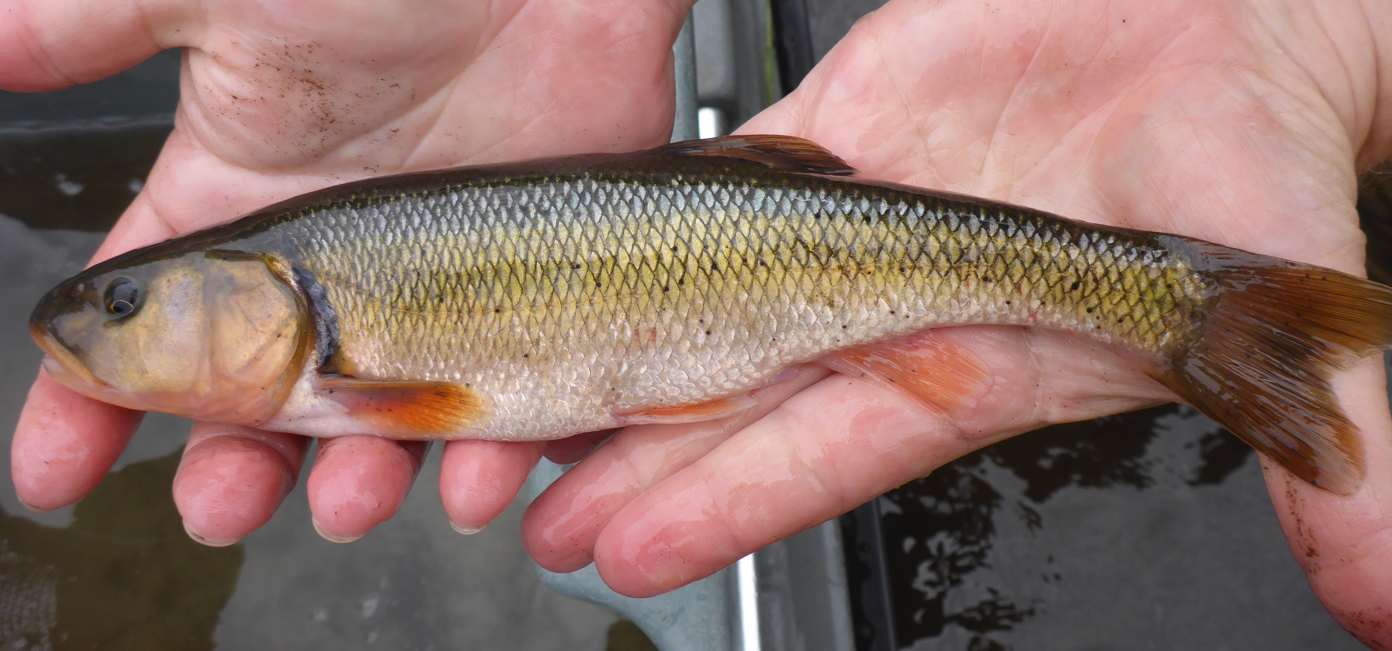 image of Creek Chub
