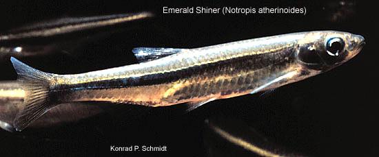 image of Emerald shiner