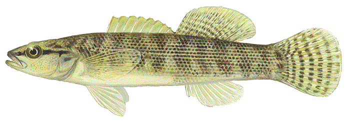 image of Fantail Darter