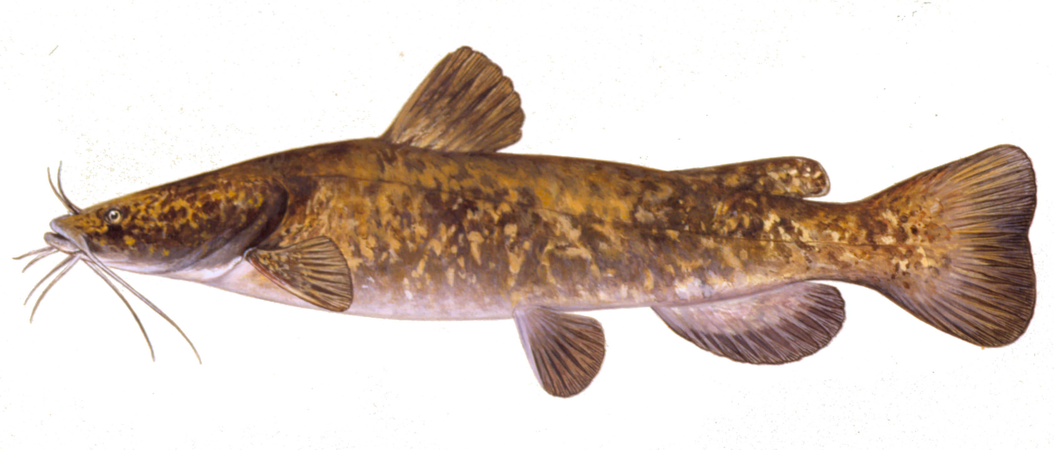 image of Flathead Catfish