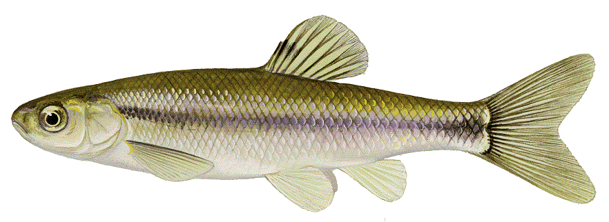 image of Fathead Minnow