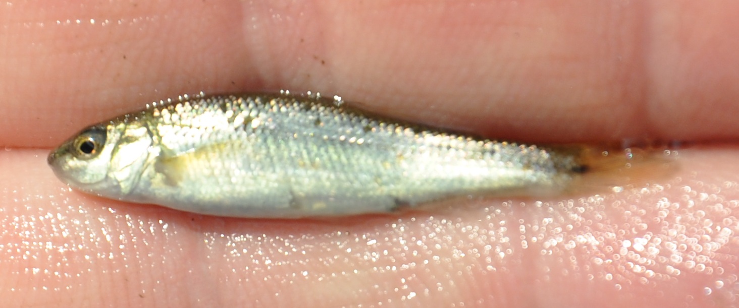 image of Fathead Minnow