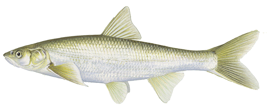 image of Flathead Chub