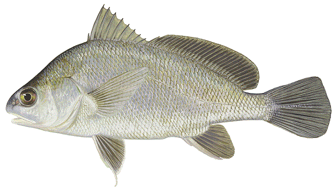 image of Freshwater Drum