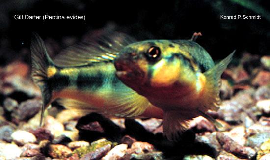 image of Gilt Darter