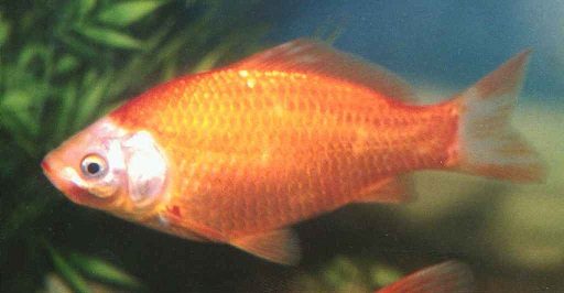 image of Goldfish